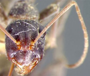 Media type: image;   Entomology 21496 Aspect: head frontal view